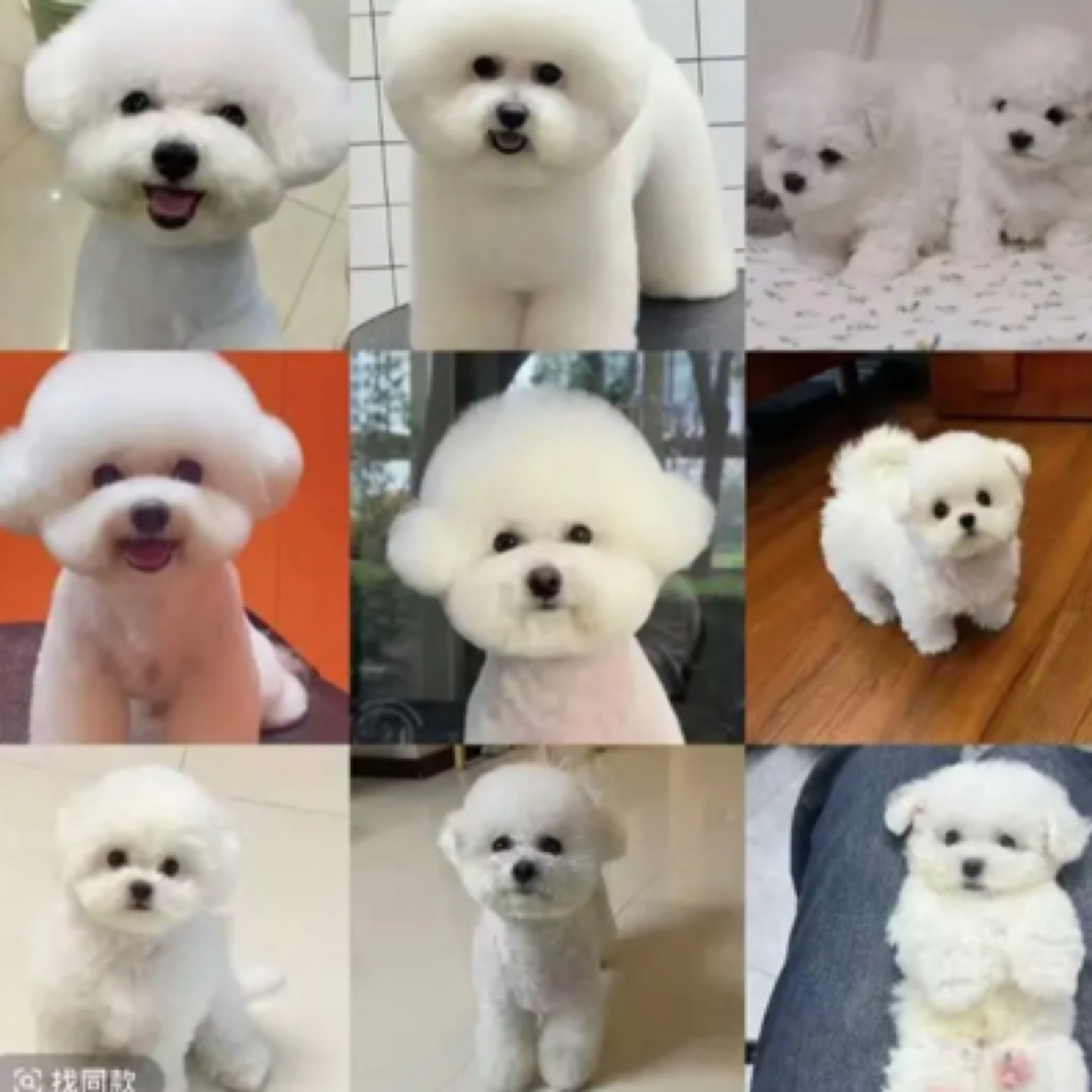 李恒宠物链接拍（相册）