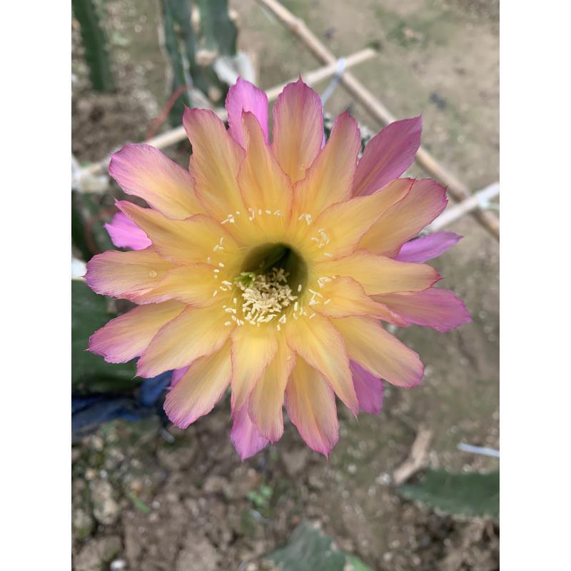 自根如梦彩草尺寸以直播间为准环境不同开花不同介意勿拍