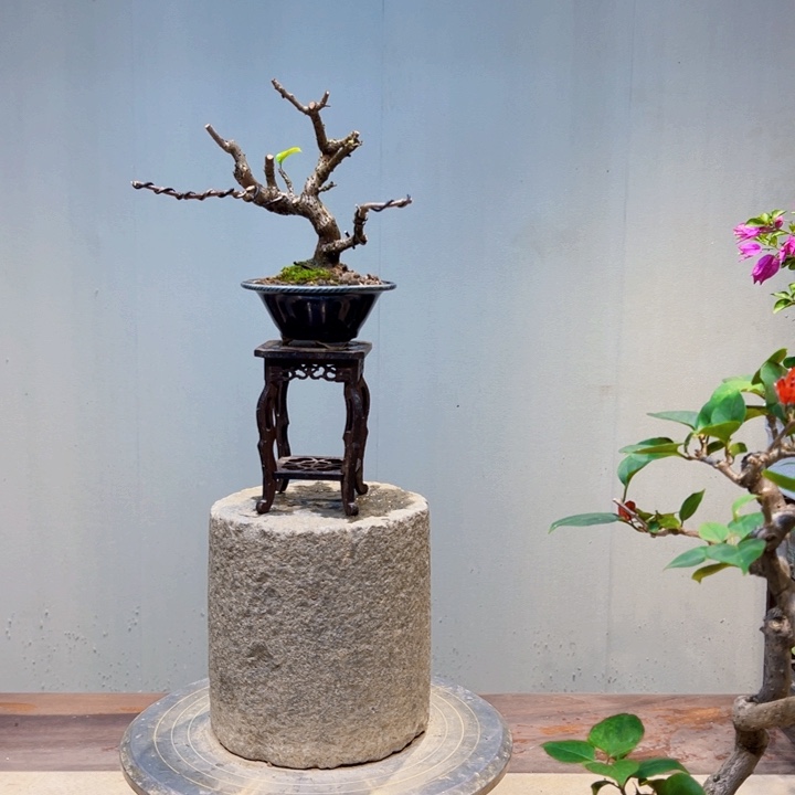 月***下完全开放中国红三角梅