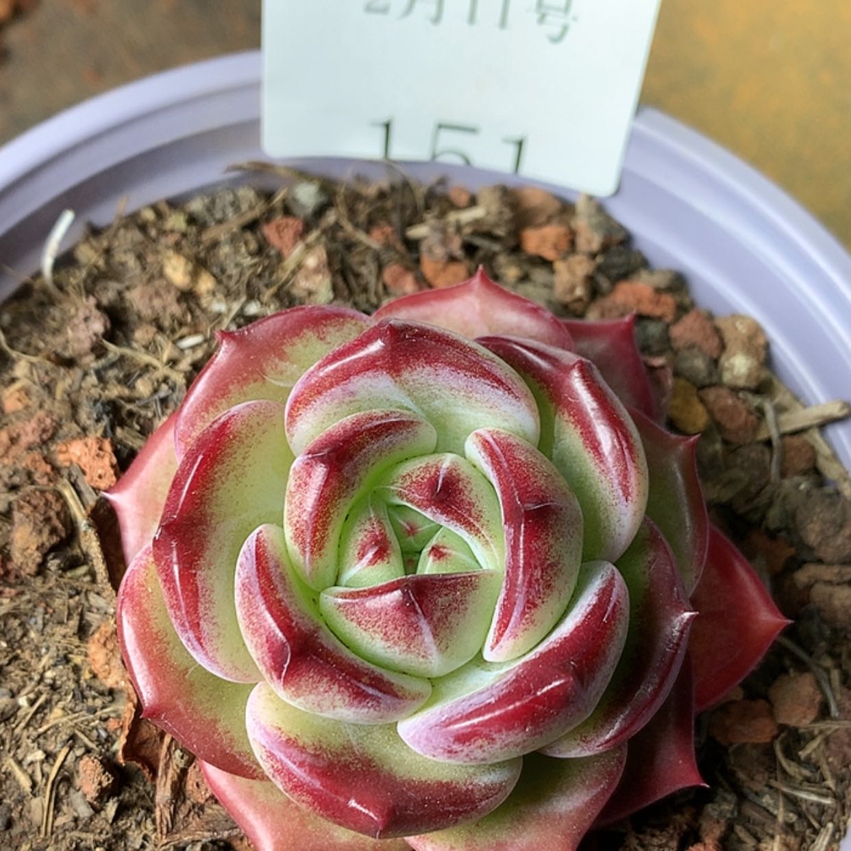 【闪购商品】云151