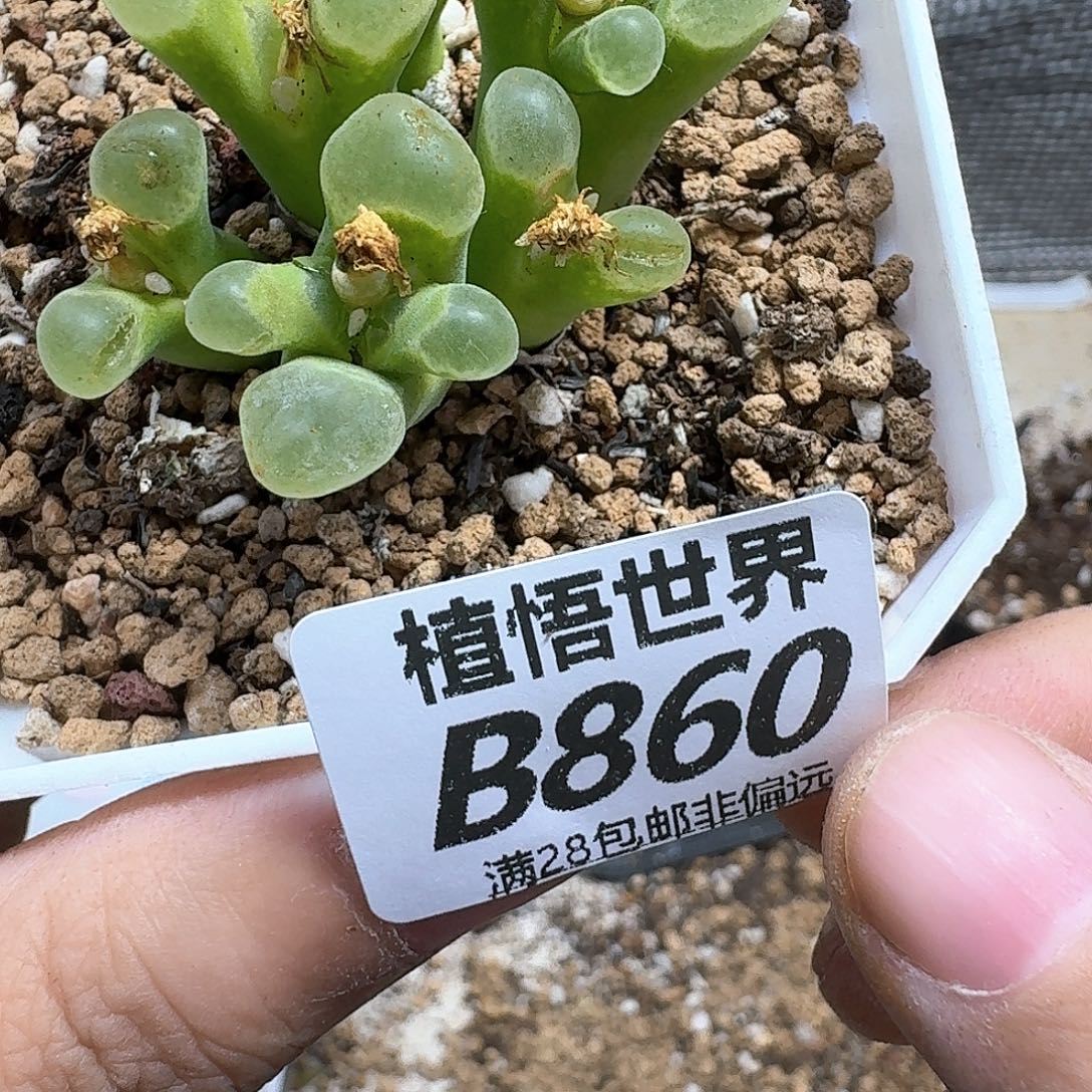 多肉植物的人生fgbb