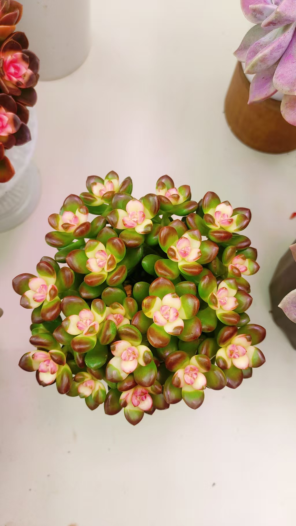 {胭脂香豆} 带盆土发  新手好养活 室内外养 金喜多肉