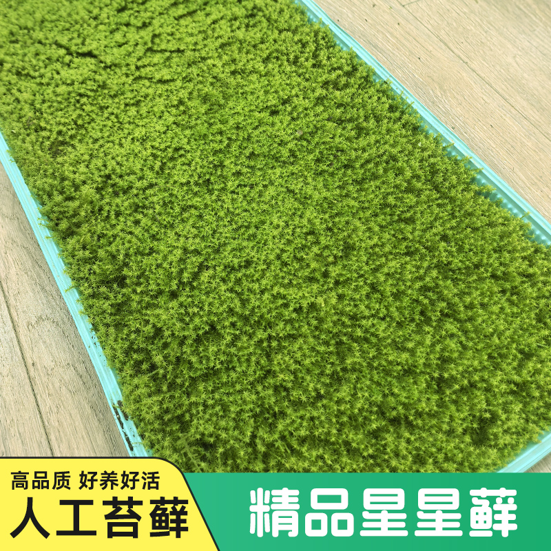 星星藓耐晒耐寒耐旱苔藓用于庭院微景观工程铺面造景精品人工苔藓