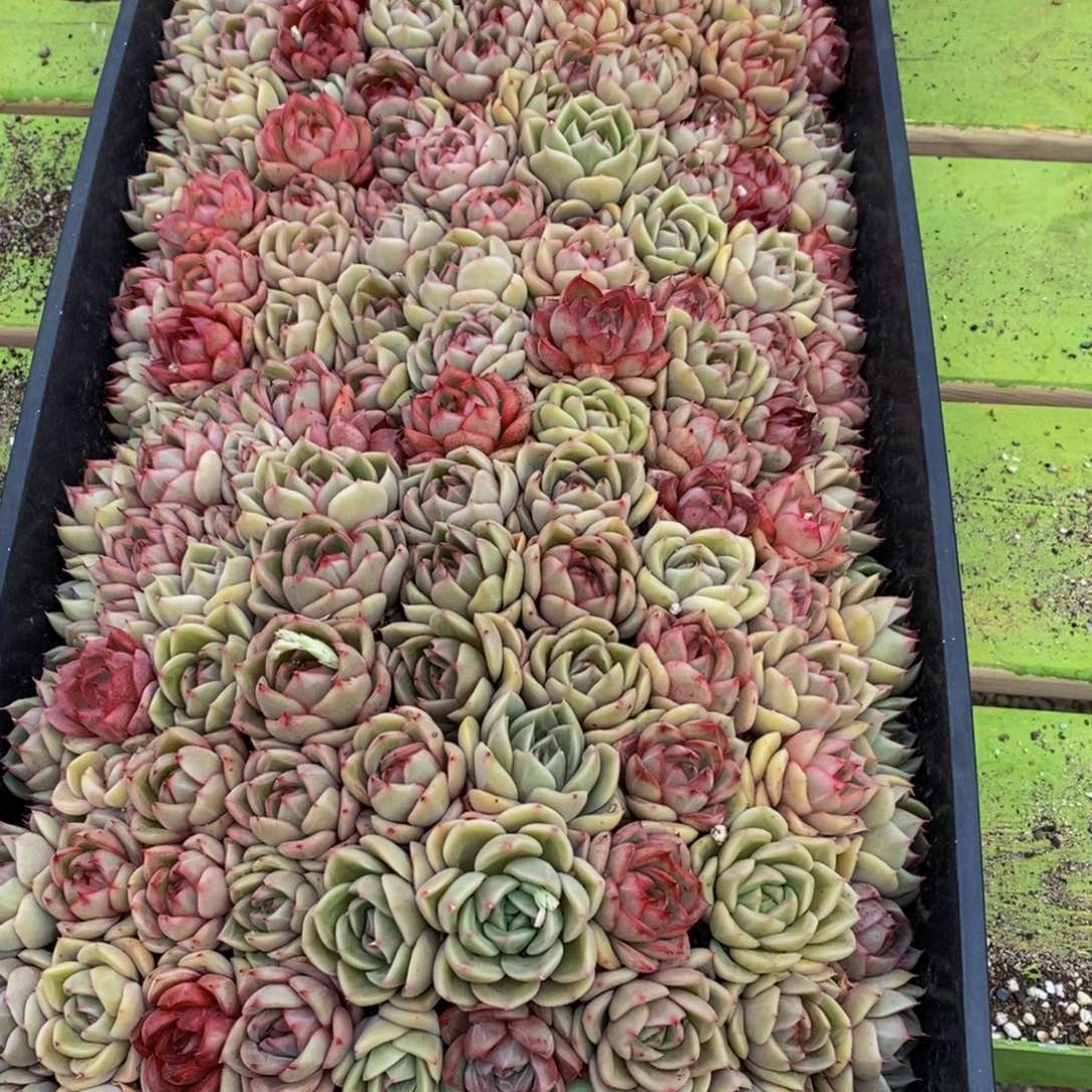 ✨***子609多肉植物保护研究所所长助理