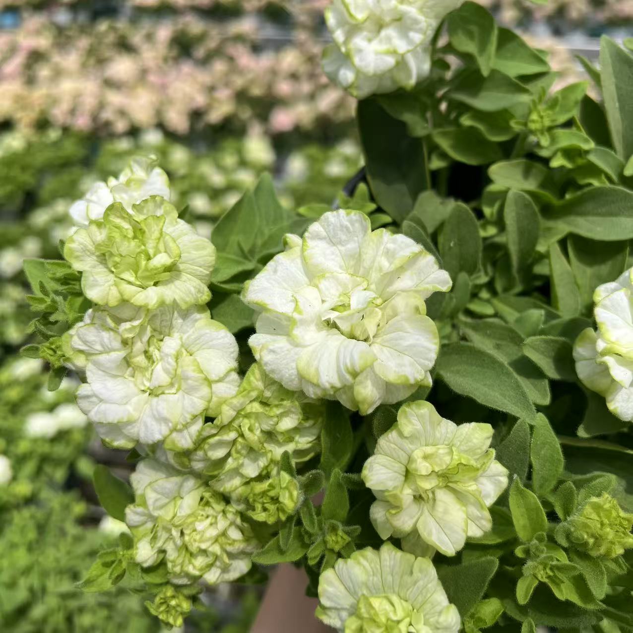 【薄荷泡芙 矮牵牛】四季开花更耐热白绿独有花色阳台可垂吊