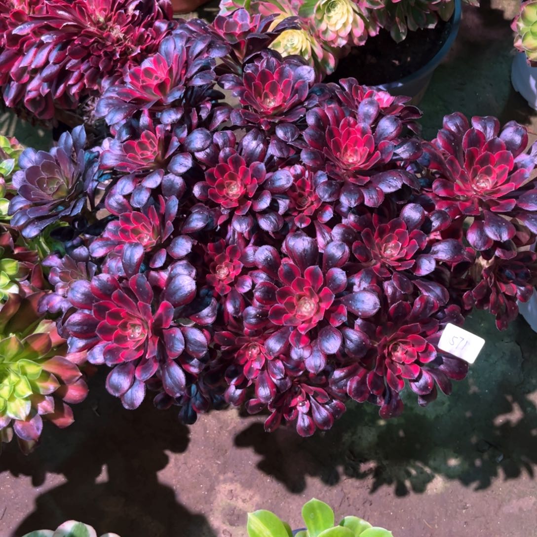 多肉植物丽娜571