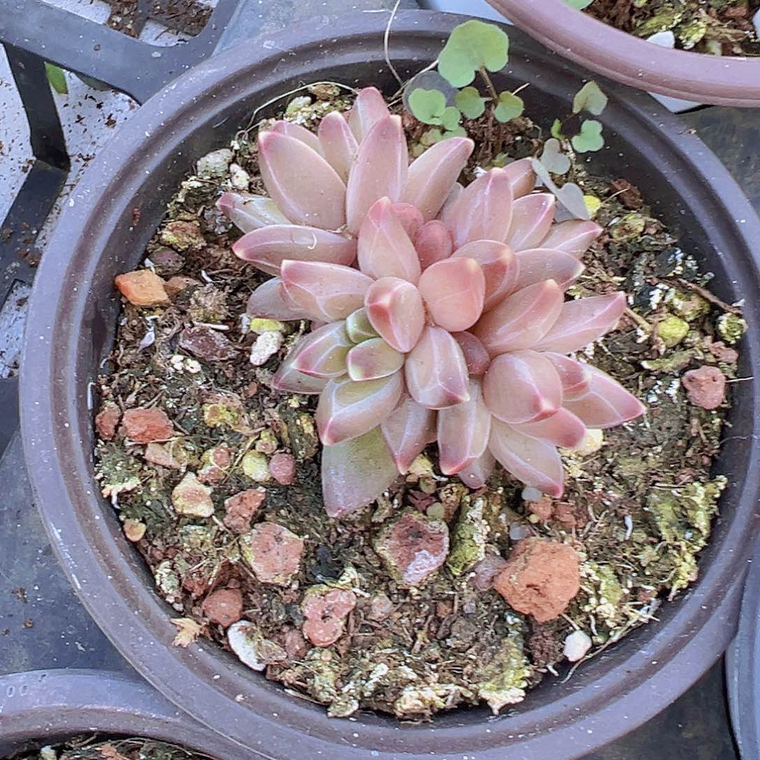 梵高群19包邮多肉植物