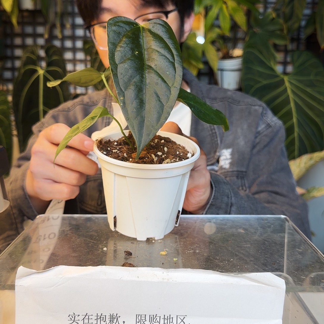 完全开放O152西尼亚杂平克力