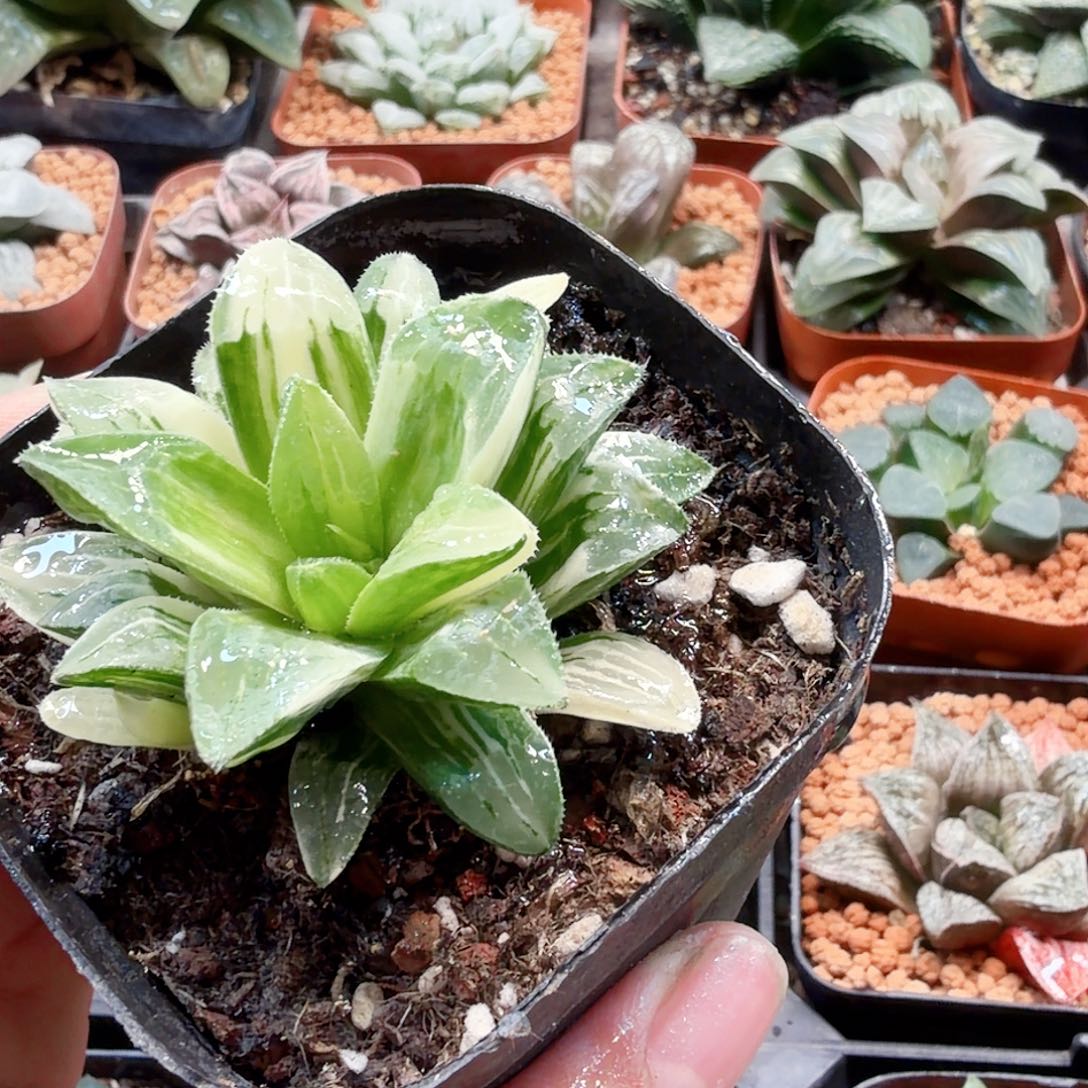 无花朵十二卷姬寿锦