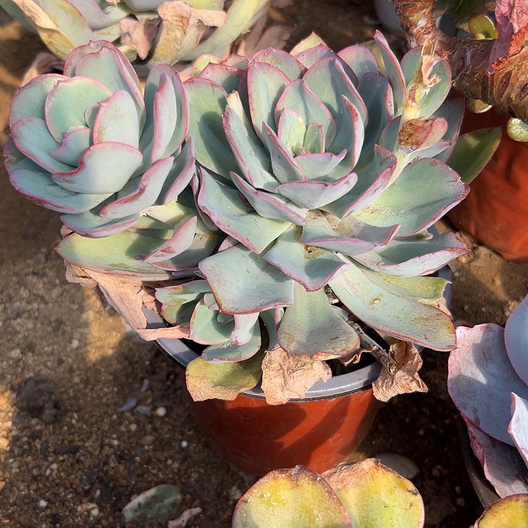 多肉植物朱丽丝老庄