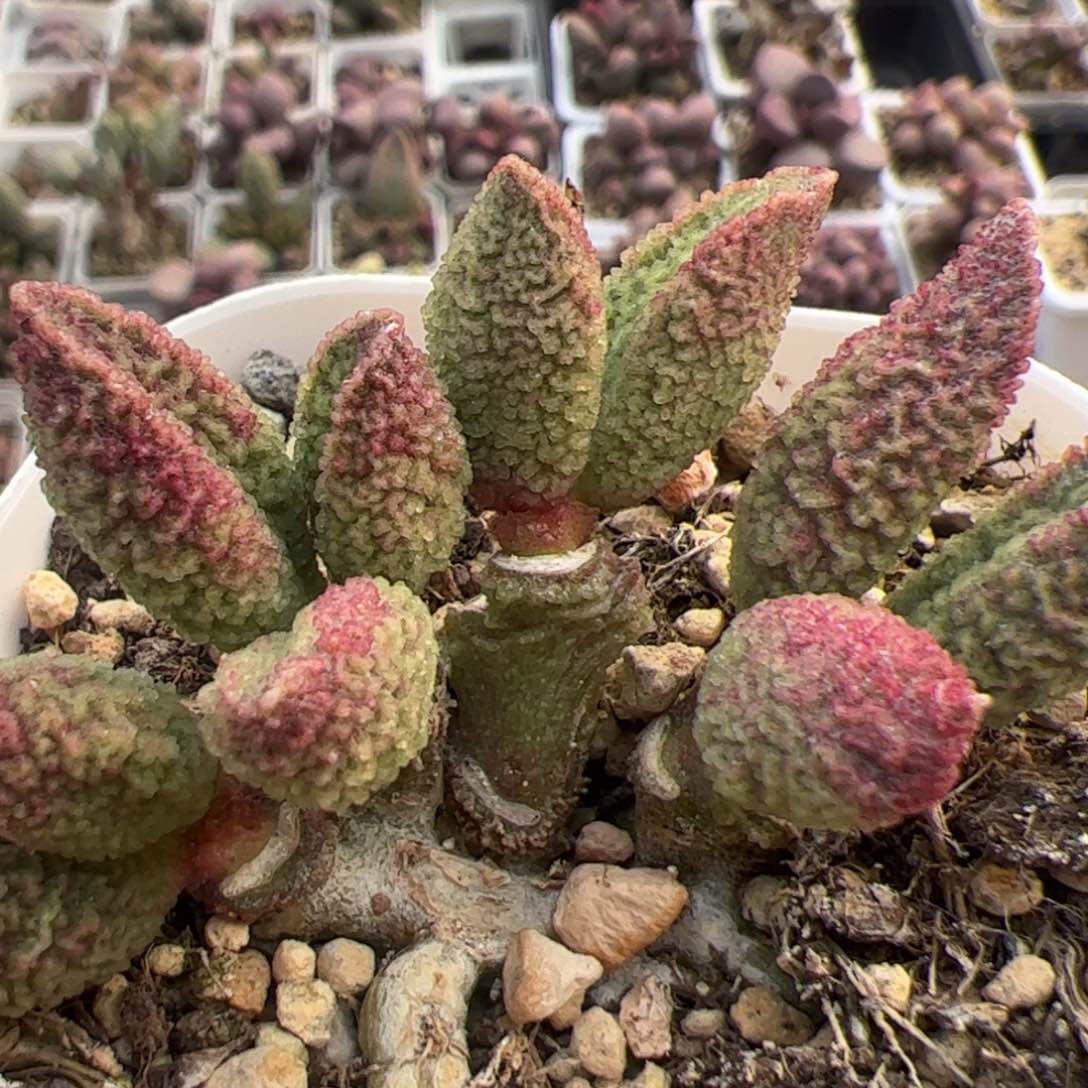 碧彩多头纯木质桩多肉植物