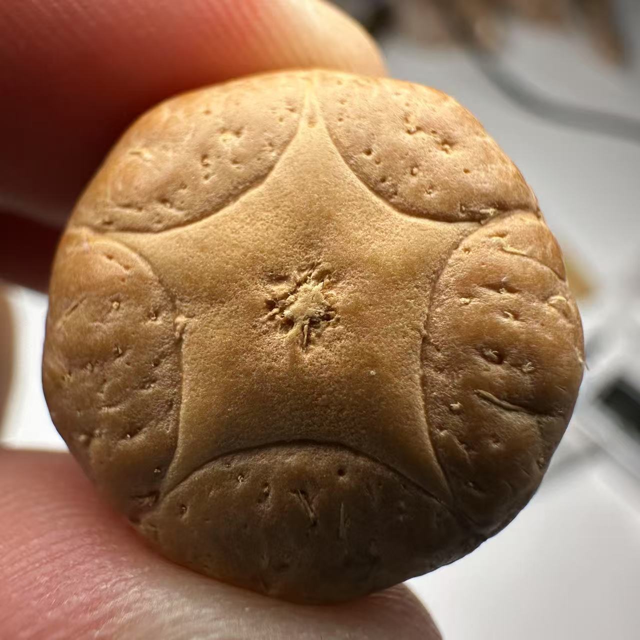 尼泊尔五星菩提，尺寸20，sss系列，货号51