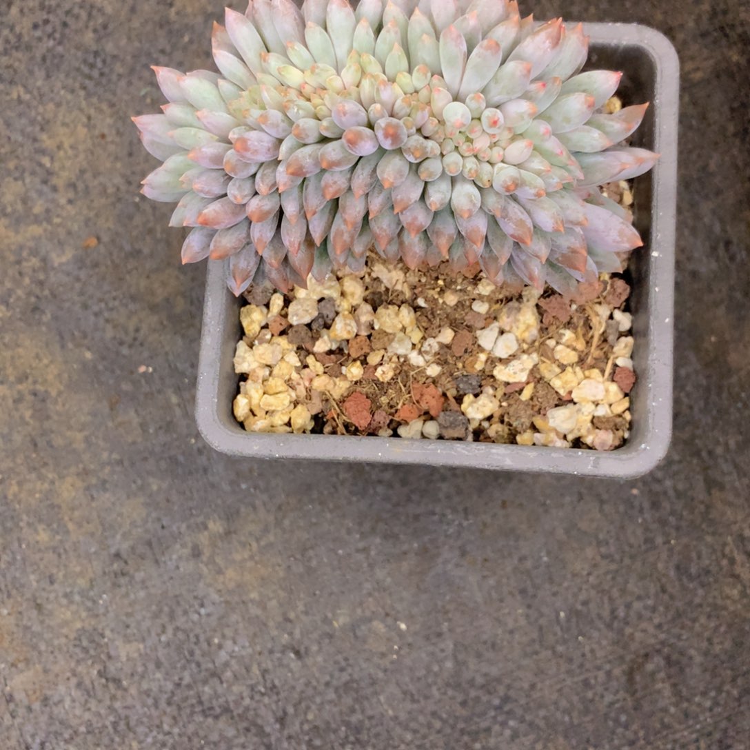 友家多肉一物一拍