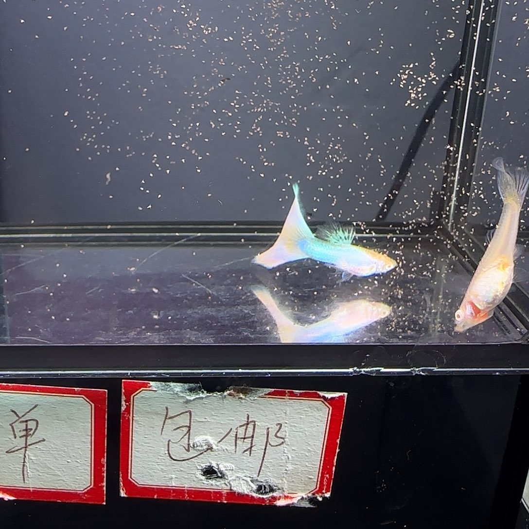 孔雀鱼极光幻彩一对