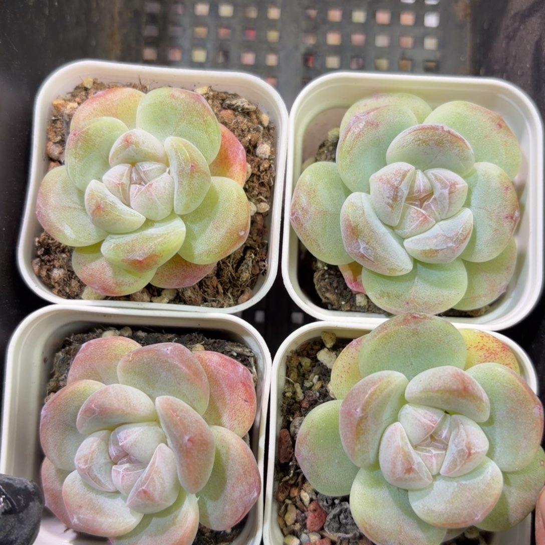 37 号江北多肉到手1框