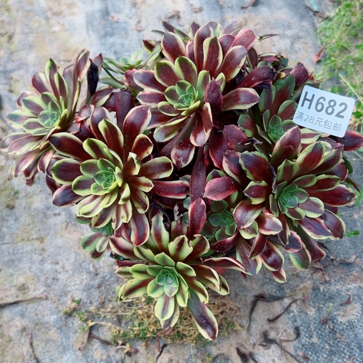 682欧嘉莉多肉植物