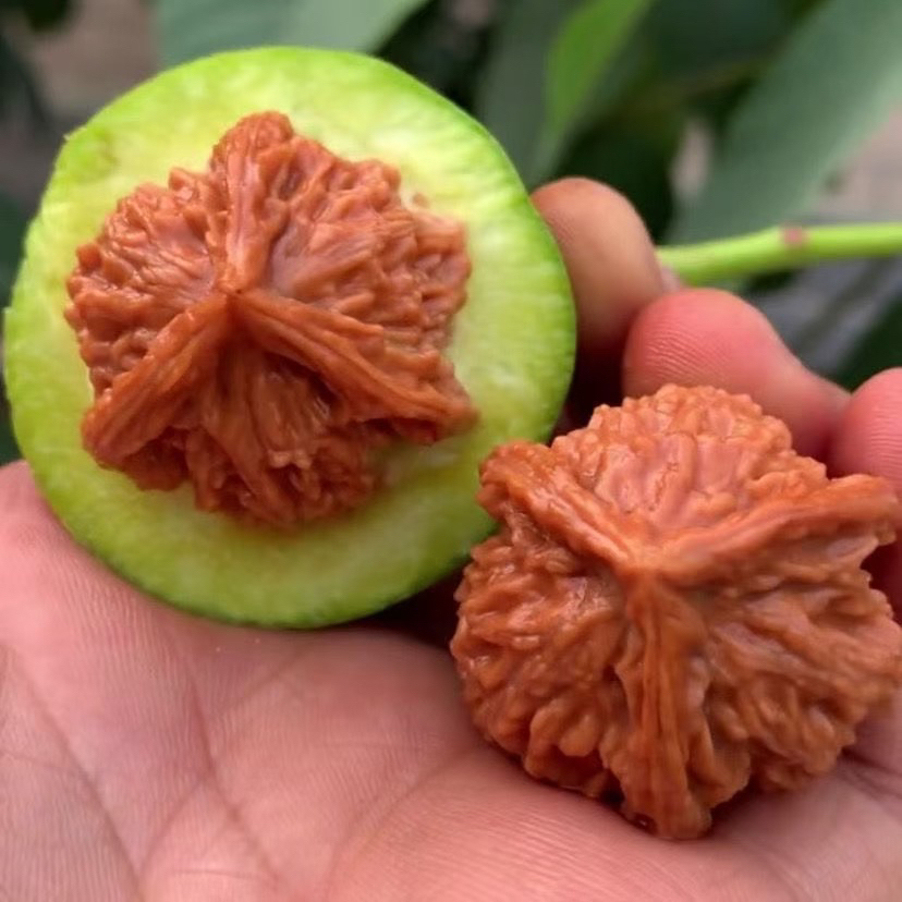 文玩核桃青皮现开现发货