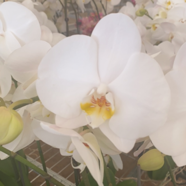 蝶兰小栈【剑桥】精品蝴蝶兰基地直发