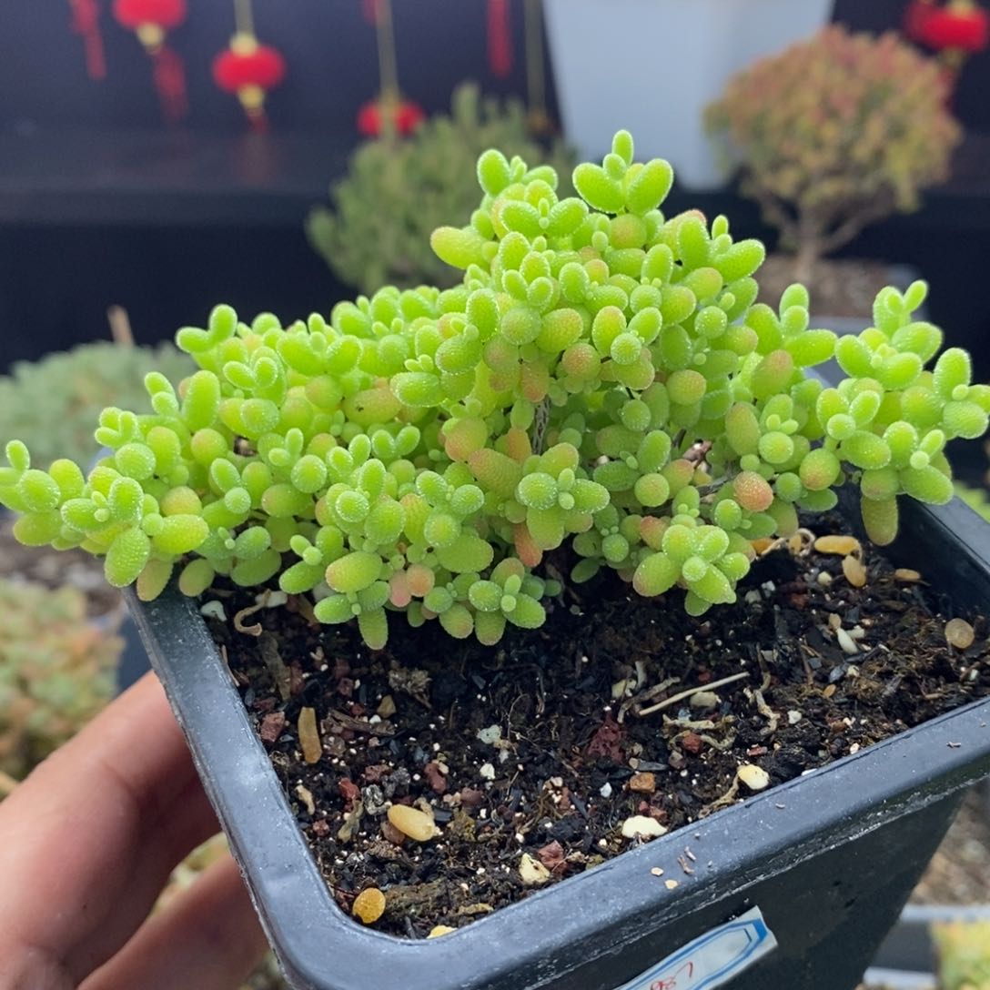 987号蜜橘糖球枝干多肉