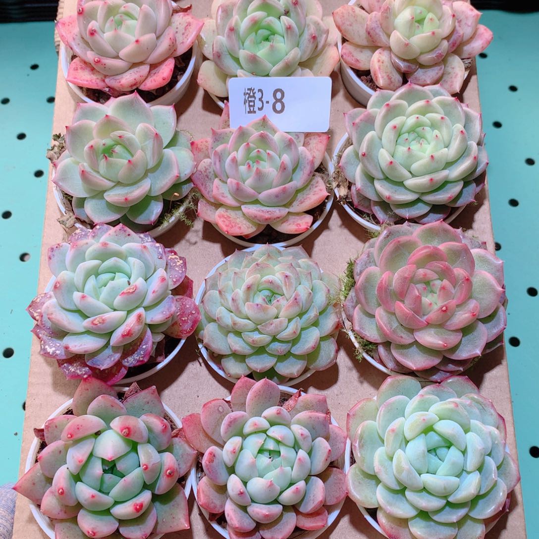 3-8一物一拍多肉带盆18颗