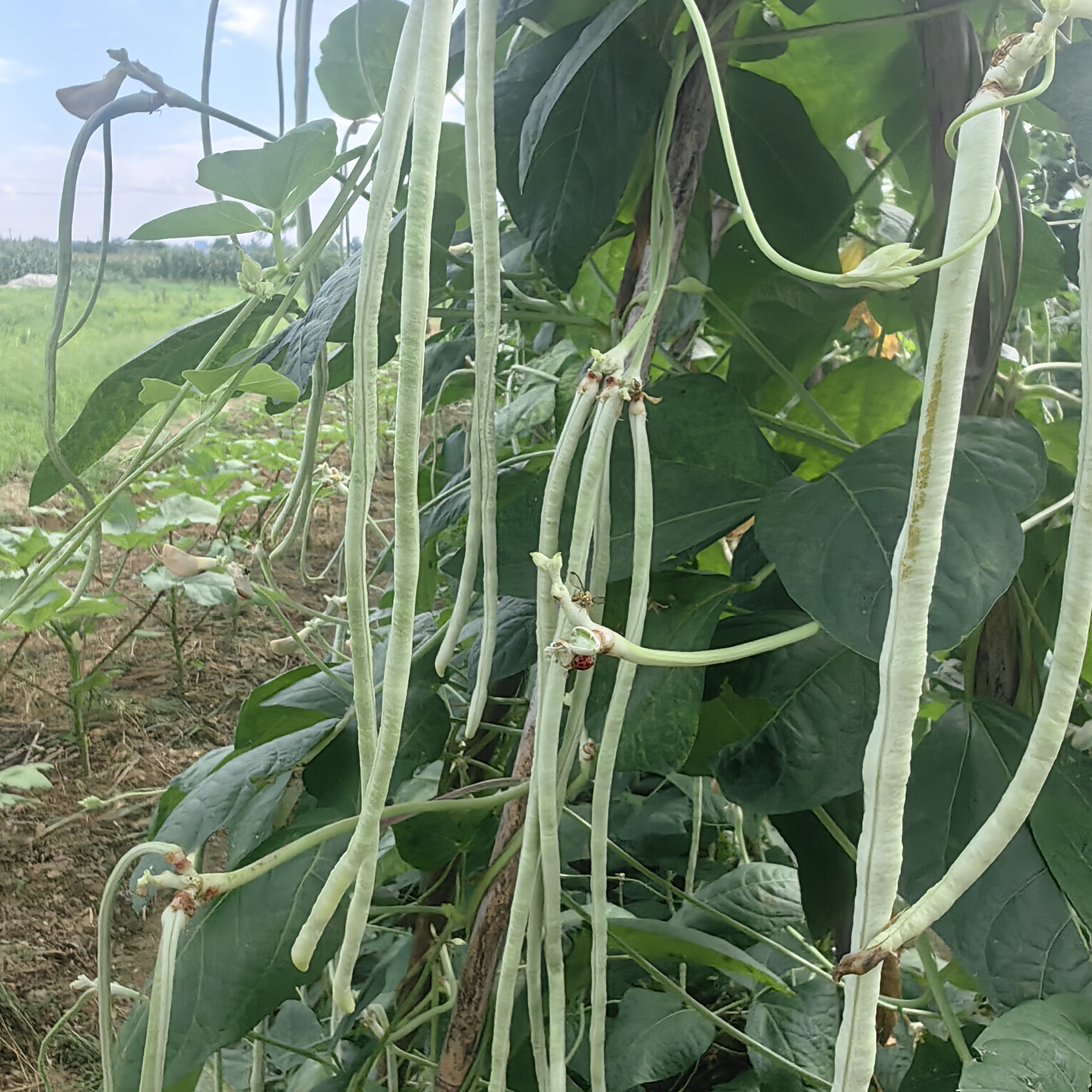 长干豆玉山新鲜当天采摘当天发货