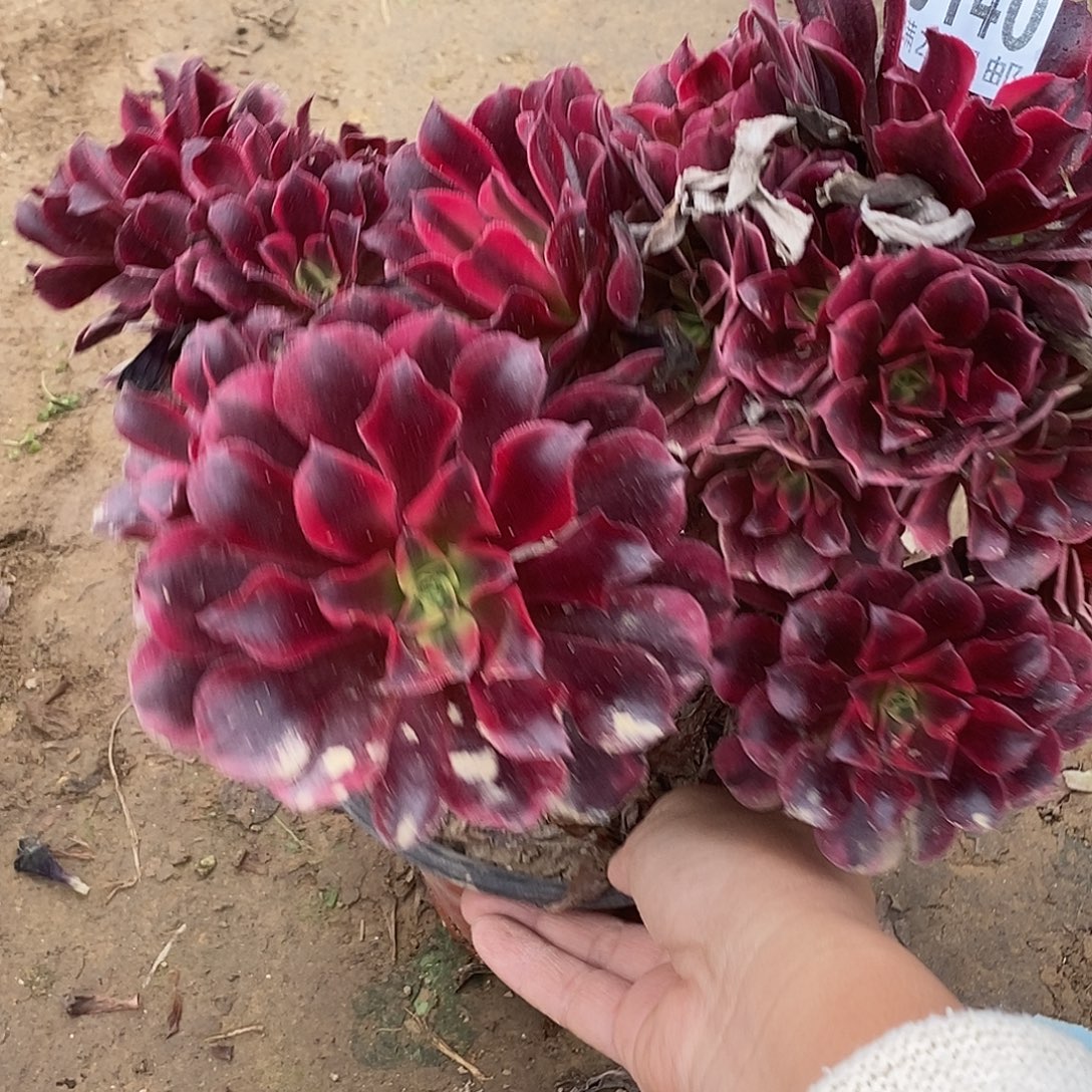 多肉植物不包断枝140