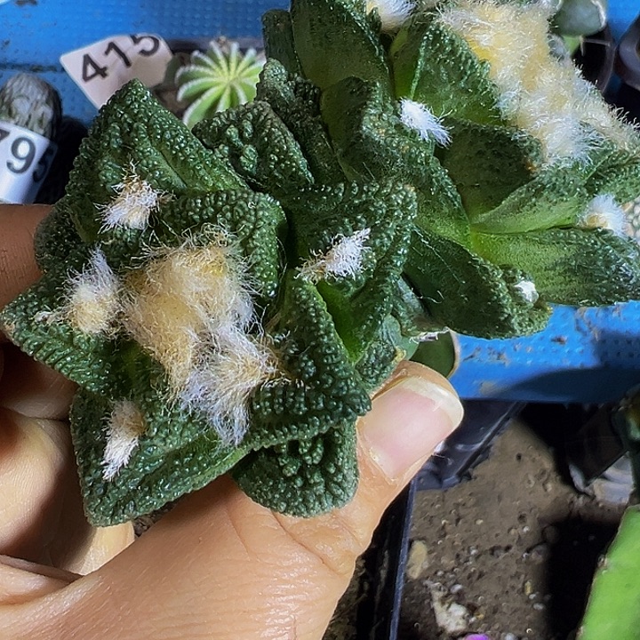 双头辛顿275仙人球