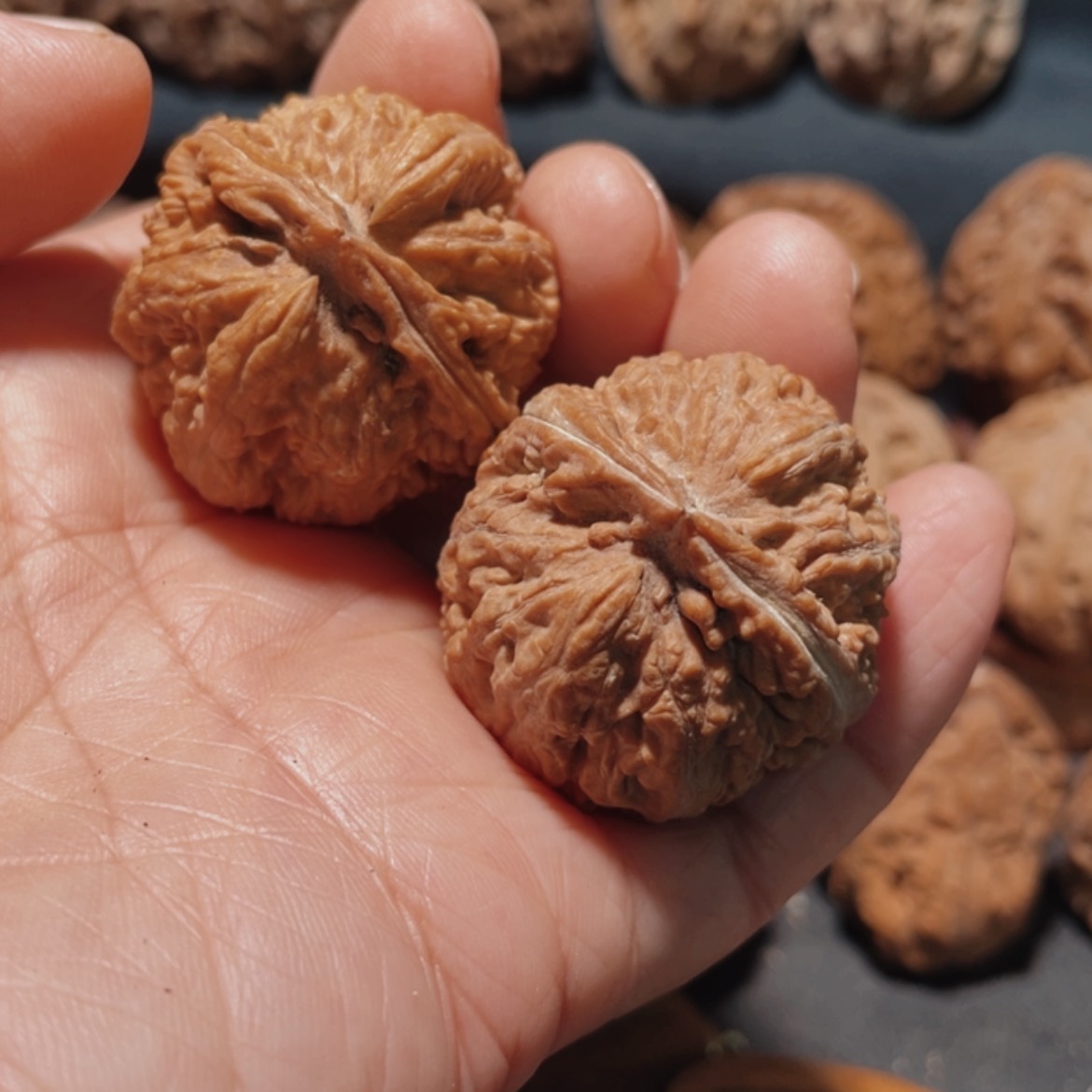 【闪购商品】把件文玩核桃东北楸子41
