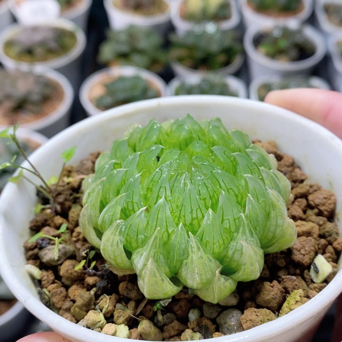 樱变女神玉露多肉植物