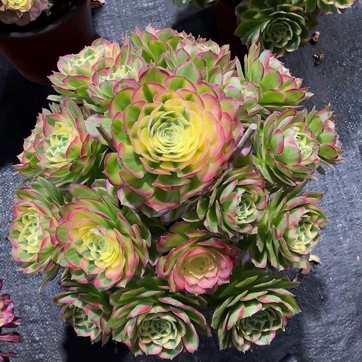 明***好海仙多肉法师。  452