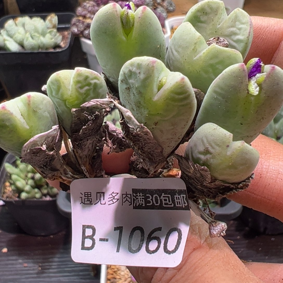 多肉植物1111111111111