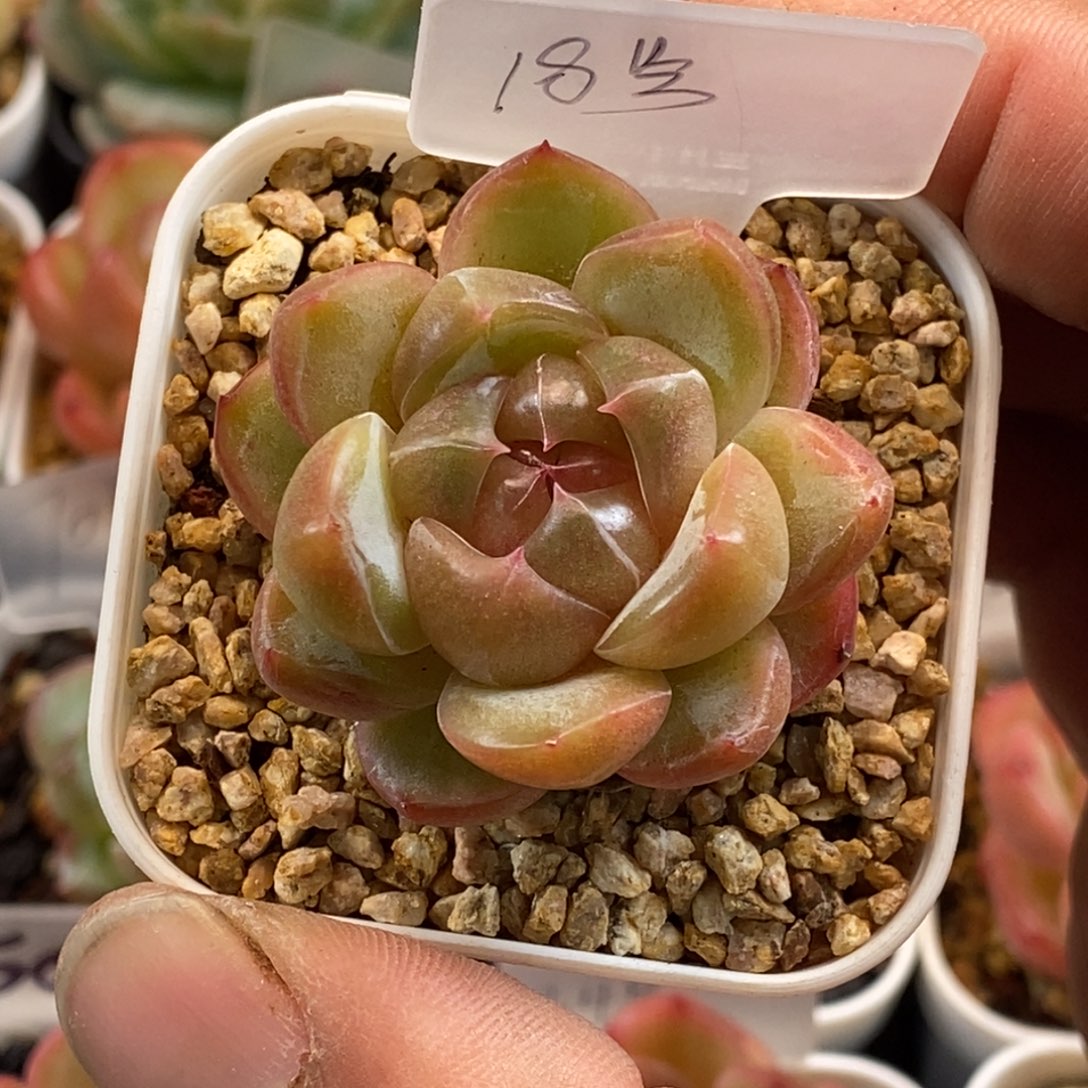 天官赐福百无禁忌