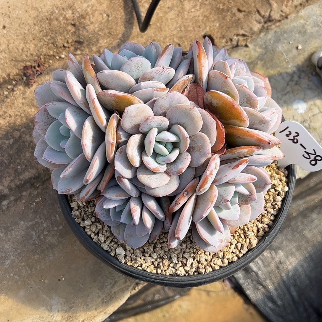 ****乐1230-38奶茶群。。。。