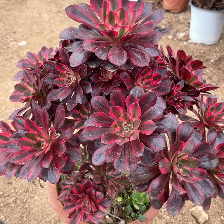 722多肉植物香奶奶有断枝