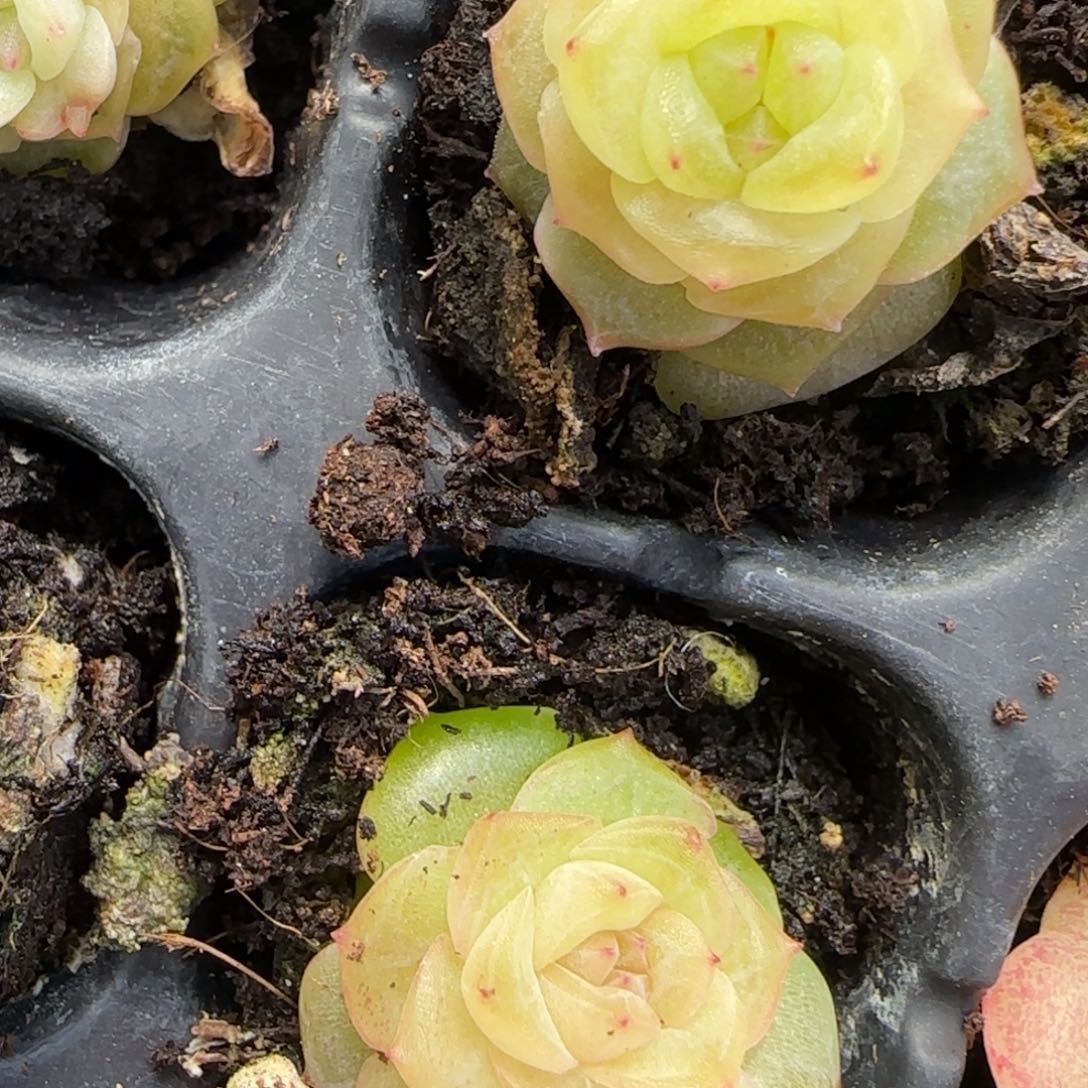 小谪仙穴一个满25包邮