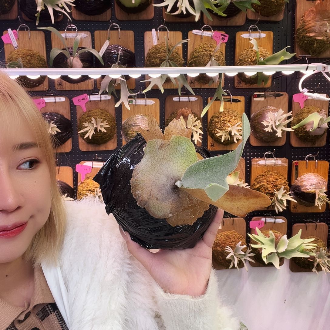 皮陈 包上板 鹿角蕨