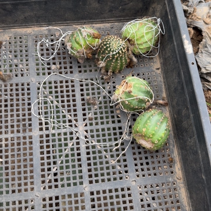 357掰头无根侧牙5个斑