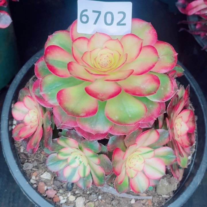 荔枝捧花多肉发货