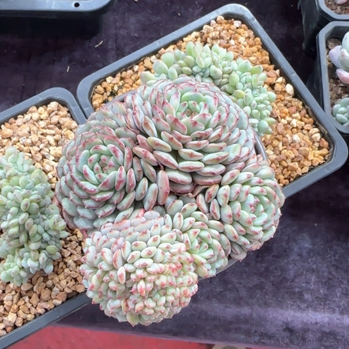 11厘米的尺寸一物一拍的