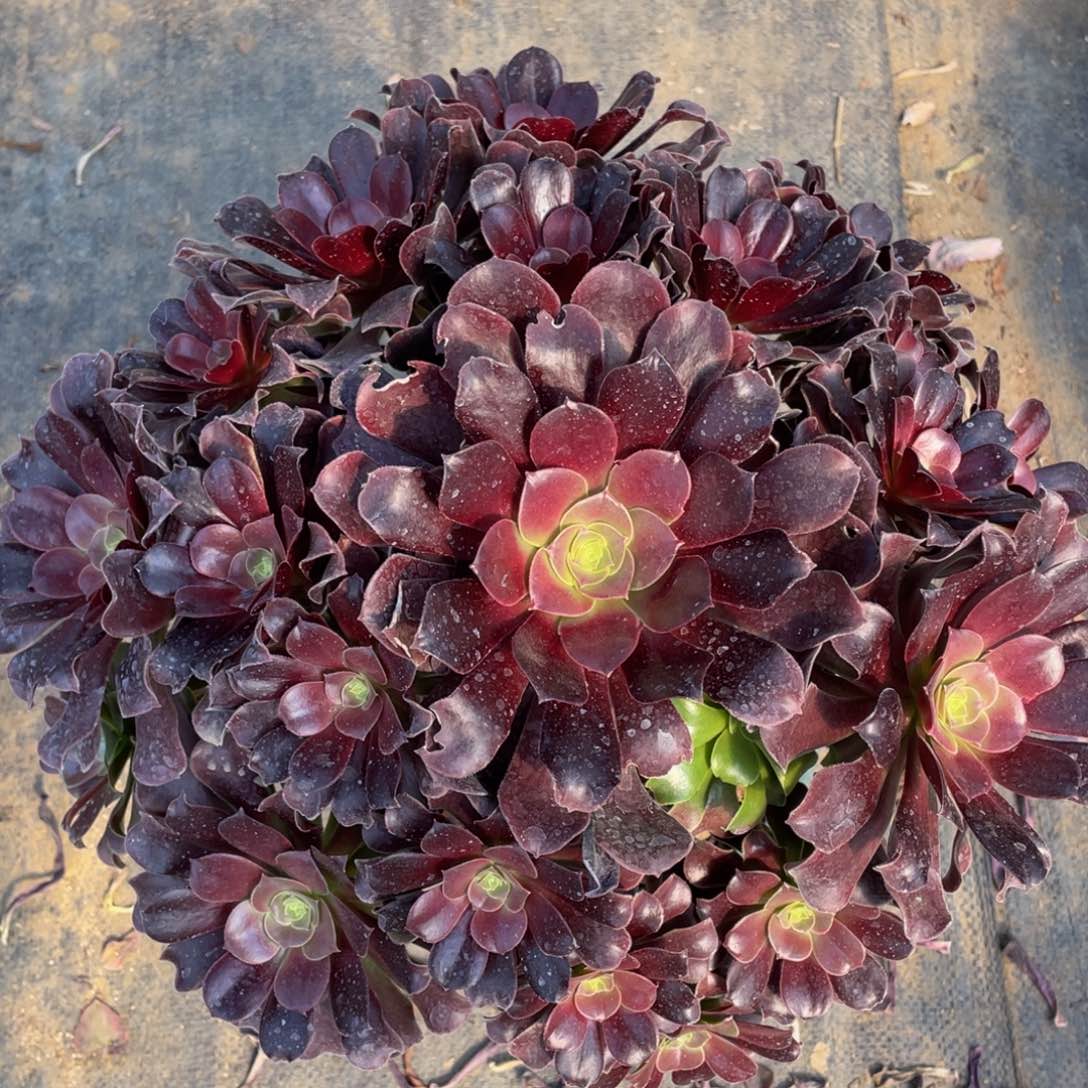 783梅花破迪精品法师多肉