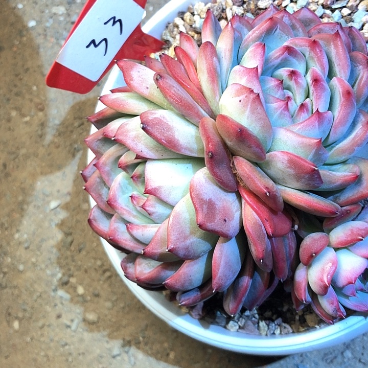 冬****万33//////////////////