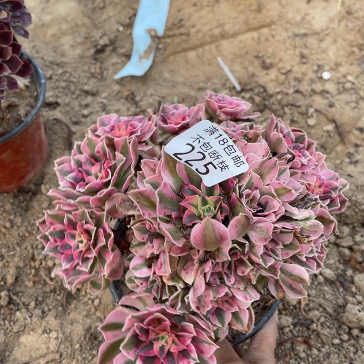 225粉女巫手捧2号棚