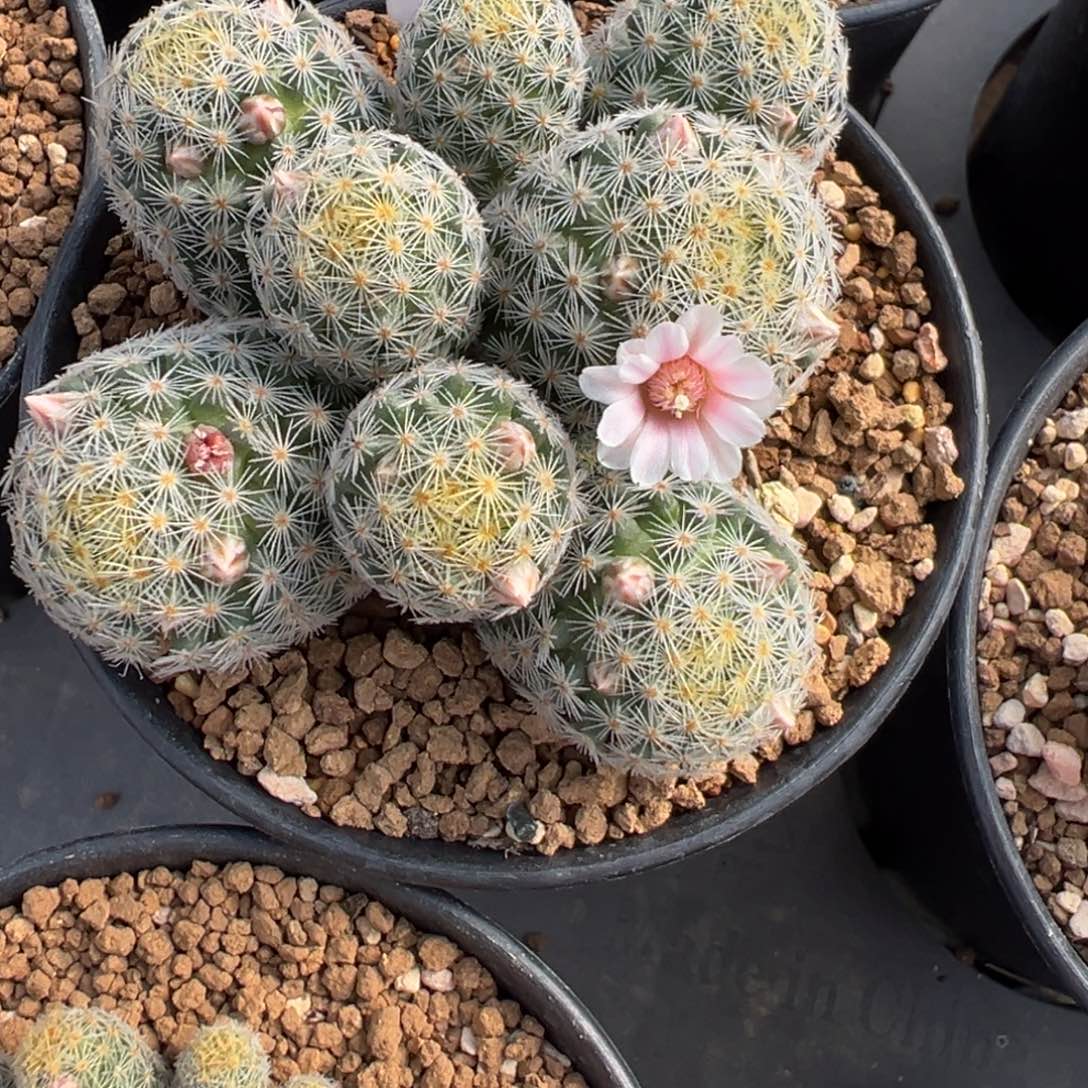 维***贝552实生根吉赛尔多肉植物带盆土