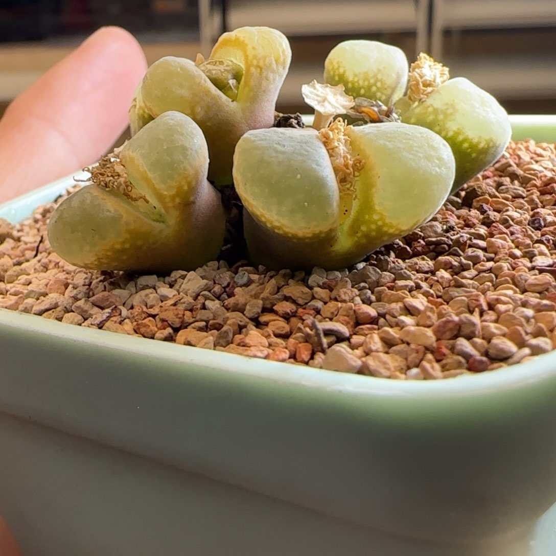 池*14-239p p p p p p p