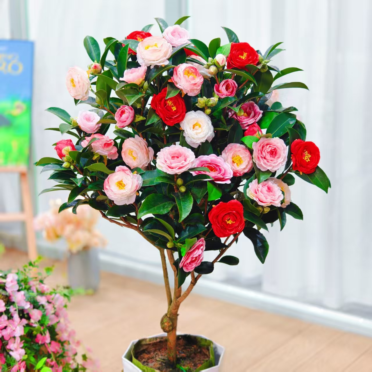 【加大加高80-100cm】五色赤丹山茶花原盆原土带花苞发