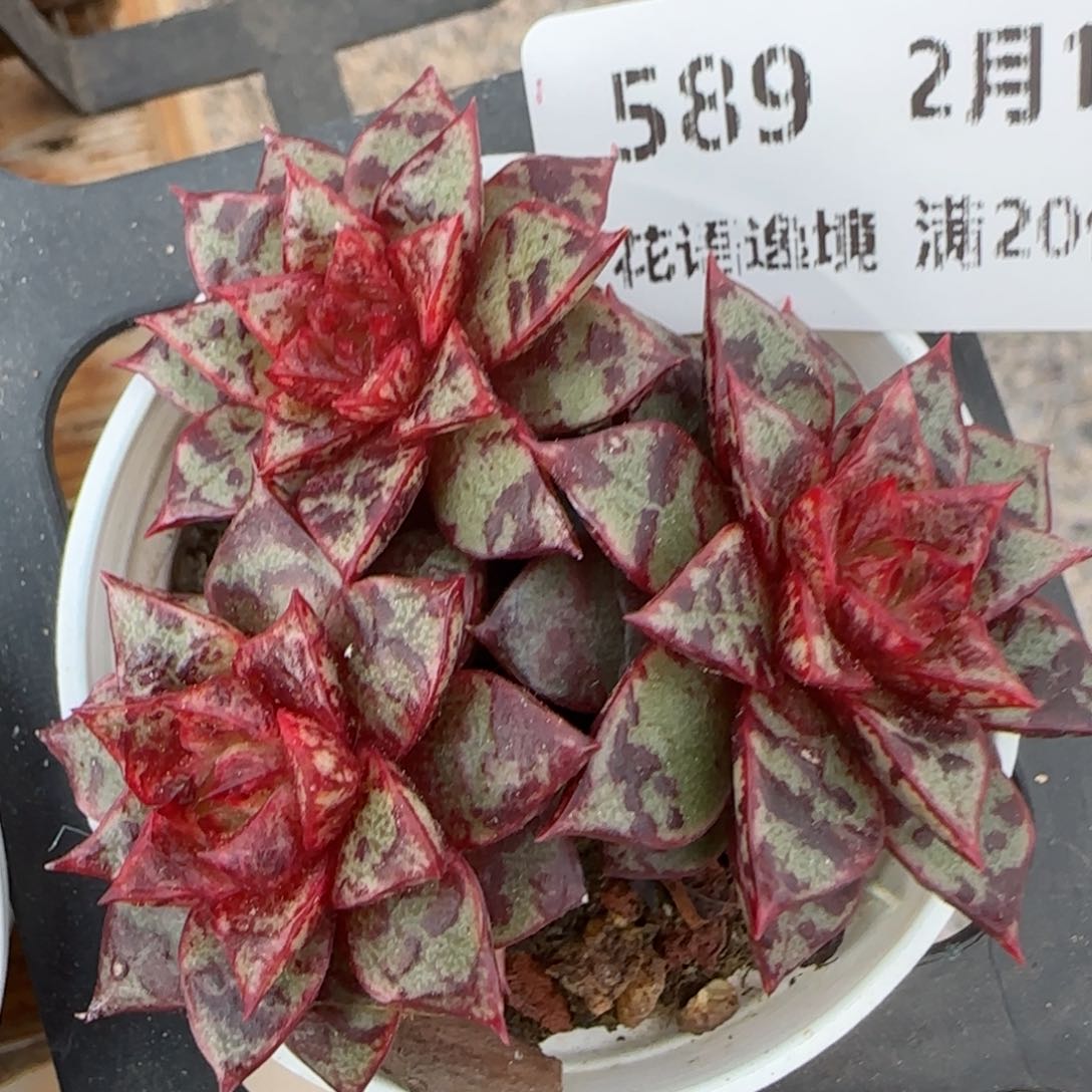 花语逸境0212-589