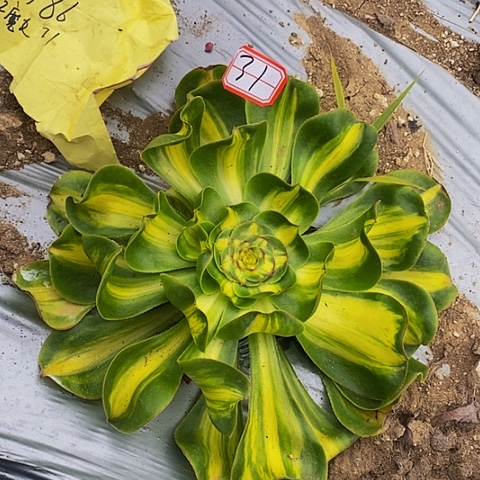 暴君法师法师法师31