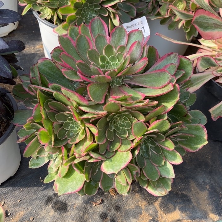 粉花妖多肉法师2061