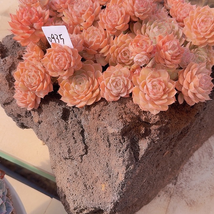 0935昂斯诺多肉植物