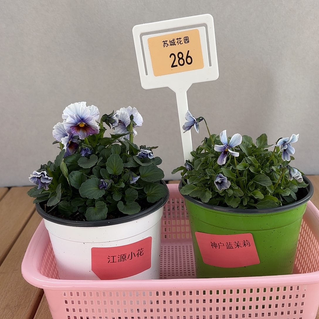 大部分开放少量花苞286